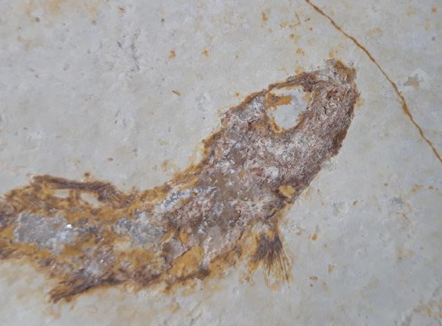 Leptolepides sprattiformis (BLAINVILLE 1818) - Bild &copy; FossNet FossilienStore